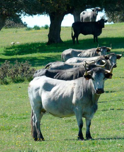 Productores de Carne de Vacuno de Raza Morucha