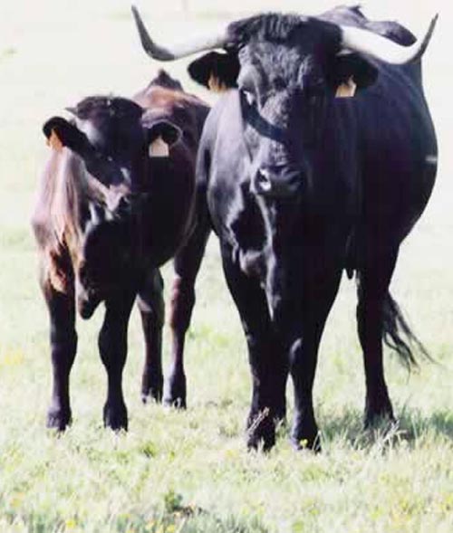 Vaca Morucha Variedad Negra