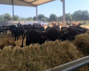 Razas bovinas autóctonas de la Península Ibérica, entre ellas, la raza Morucha en la inauguración del Centro de Interpretación Bos Taurozos.