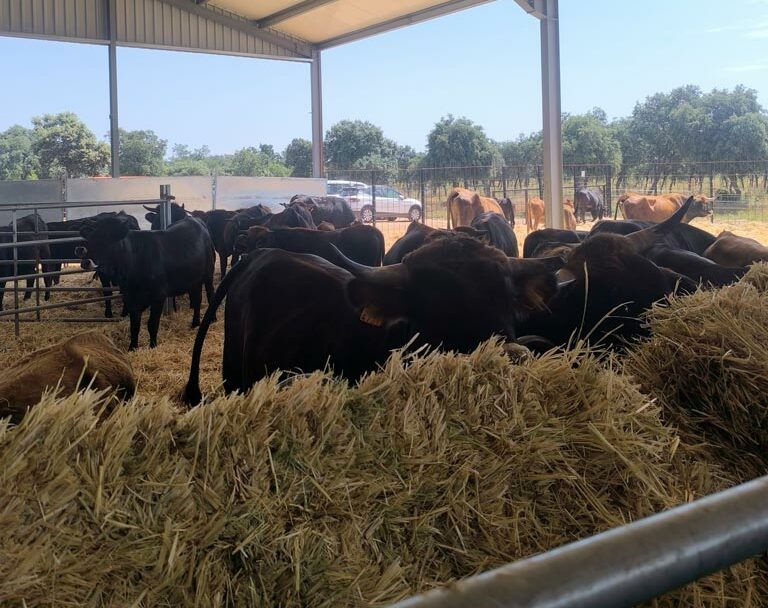 Razas bovinas autóctonas de la Península Ibérica, entre ellas, la raza Morucha en la inauguración del Centro de Interpretación Bos Taurozos.