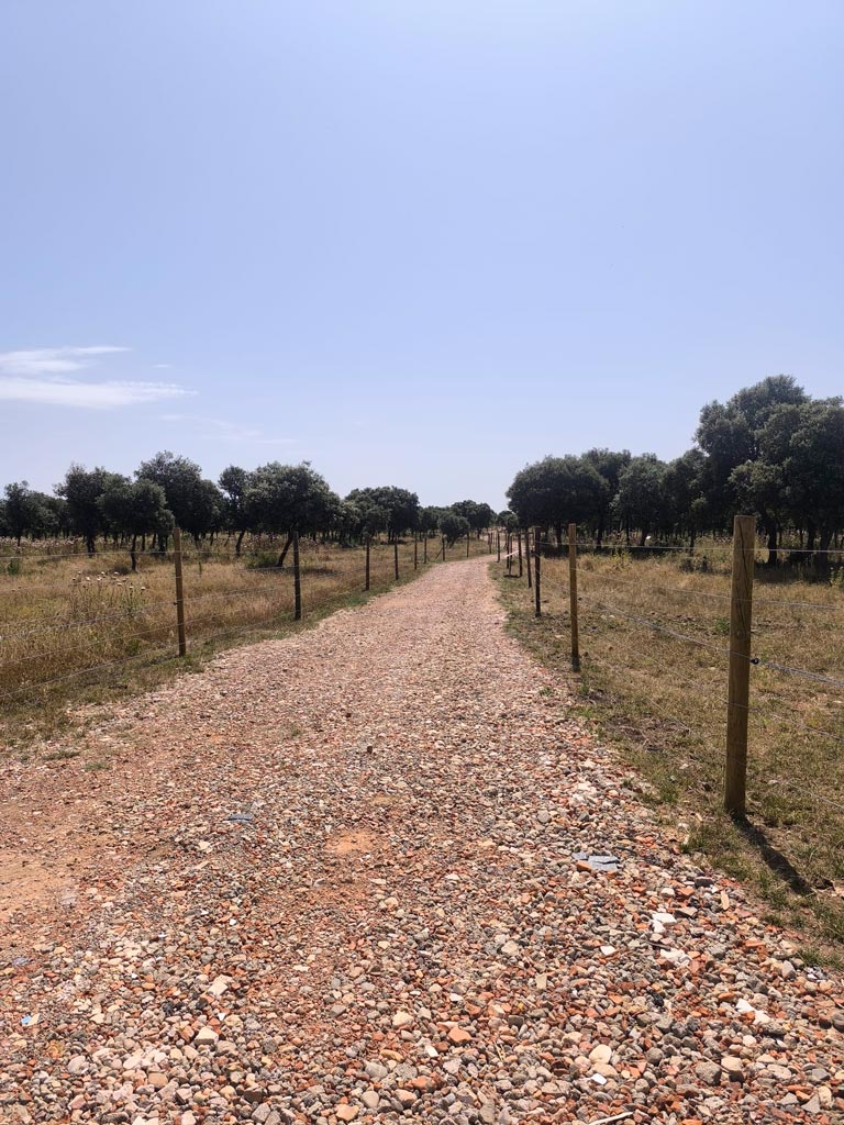 sendero que pueden encontrar en torno a ellos las razas autóctonas de esas regiones - morucha