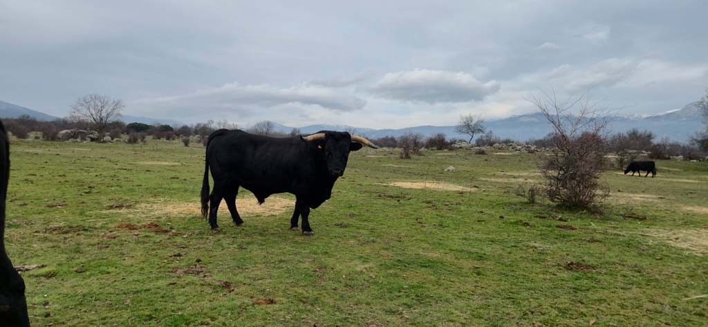 Toro morucho de variedad negra - Asociación Nacional de Raza Morucha - En venta