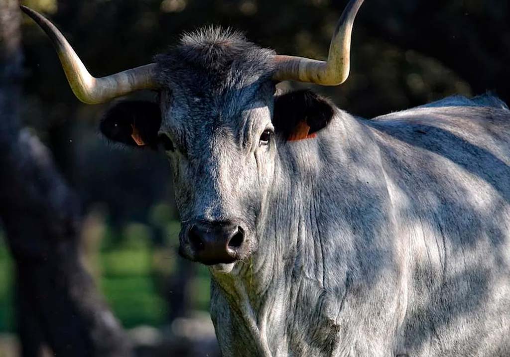 Raza morucha en el campo salmantino - puesta en valor carne 100% morucha