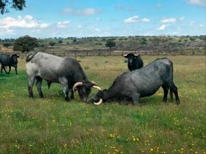 Raza morucha en el programa de Magazine de televisión salamanca 8