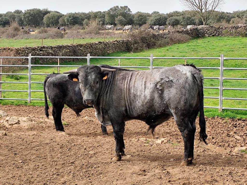 Se venden dos novillos cárdenos - Asociación Nacional de Criadores de Ganado Vacuno de Raza Morucha