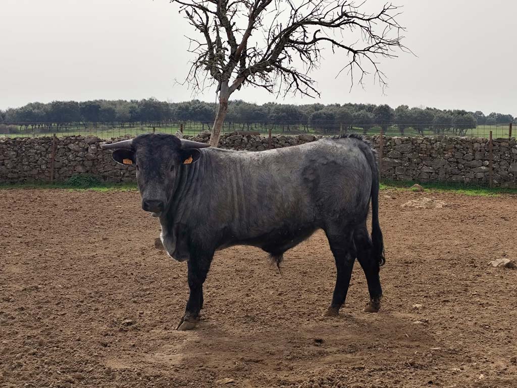Se venden dos novillos cárdenos - Asociación Nacional de Criadores de Ganado Vacuno de Raza Morucha