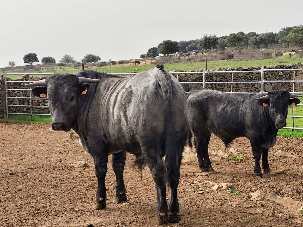 Se venden dos novillos cárdenos - Asociación Nacional de Criadores de Ganado Vacuno de Raza Morucha