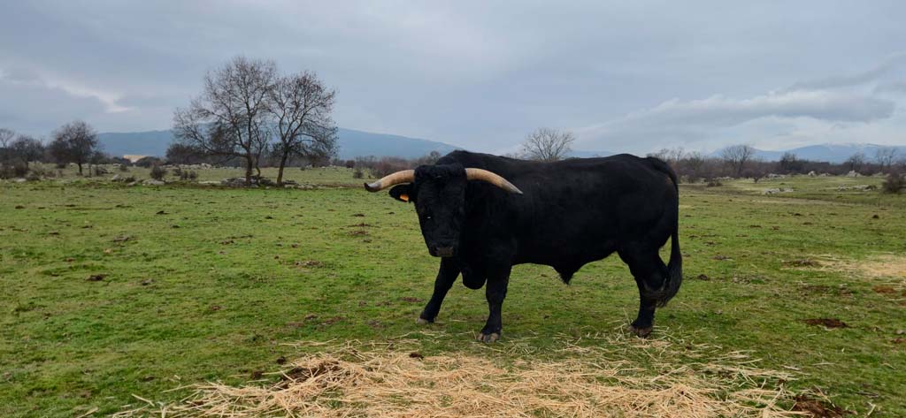 Toro morucho de variedad negra - Asociación Nacional de Raza Morucha- En venta