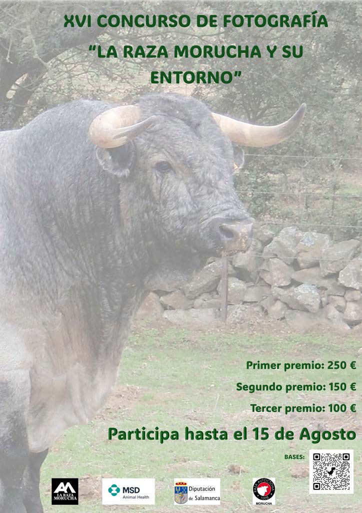 XVI Concurso de fotografía de la raza morucha y su entorno