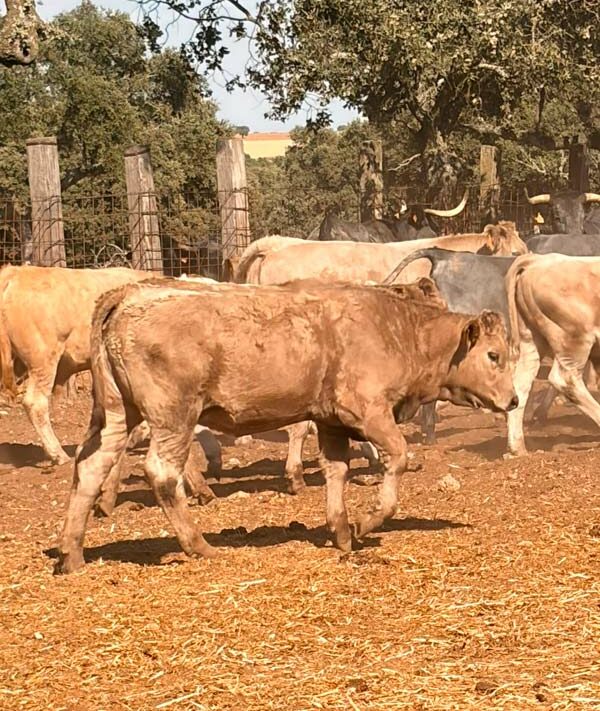 7 hembras F1 morucho x charolés, de 6 meses desahijadas de la Asociación nacional de criadores de ganado de la raza morucha en Salamanca