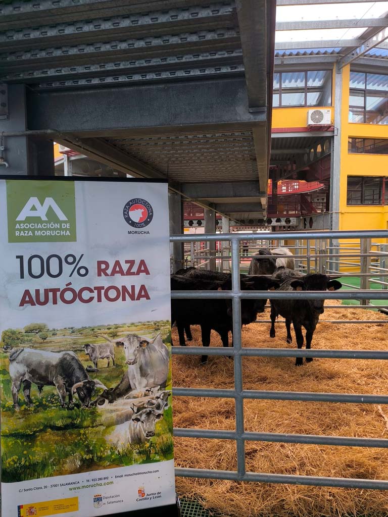 Exposición de 3 becerras y un macho, todos ellos de capa cárdena de la ganadería de Alfredo Serrano Hernández, ubicada en Buitrago de Lozoya (Madrid)