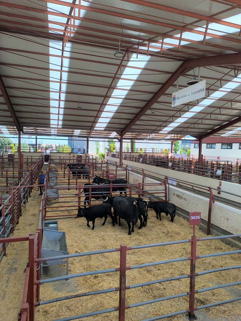 Feria de Salamaq 2026 - Asociación Nacional de Criadores de Ganado Vacuno de Raza Morucha