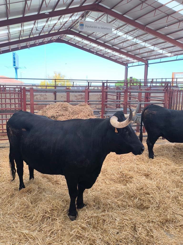 Feria de Salamaq 2026 - Asociación Nacional de Criadores de Ganado Vacuno de Raza Morucha