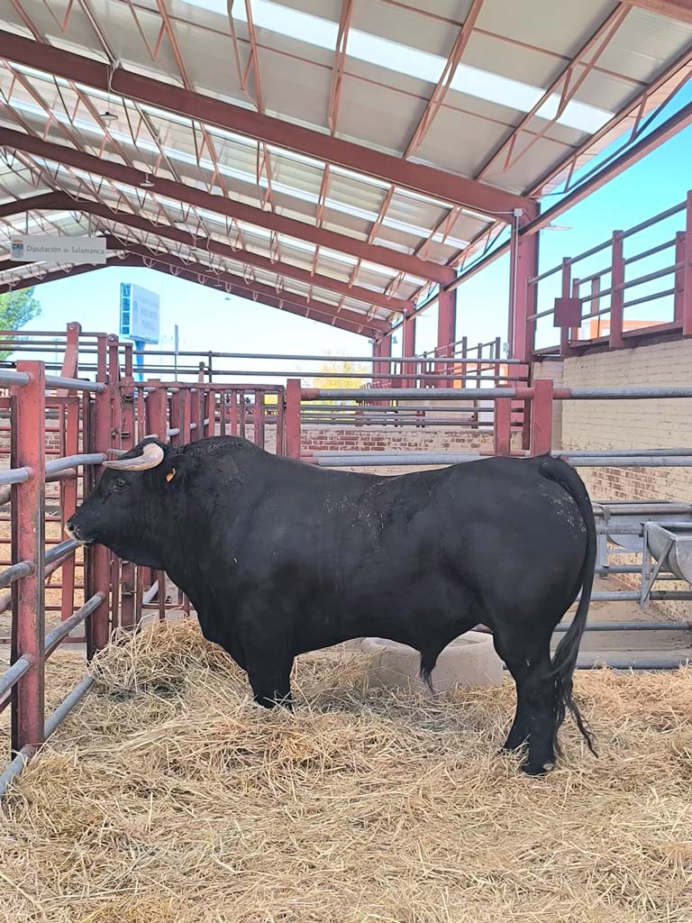 Feria de Salamaq 2026 - Asociación Nacional de Criadores de Ganado Vacuno de Raza Morucha