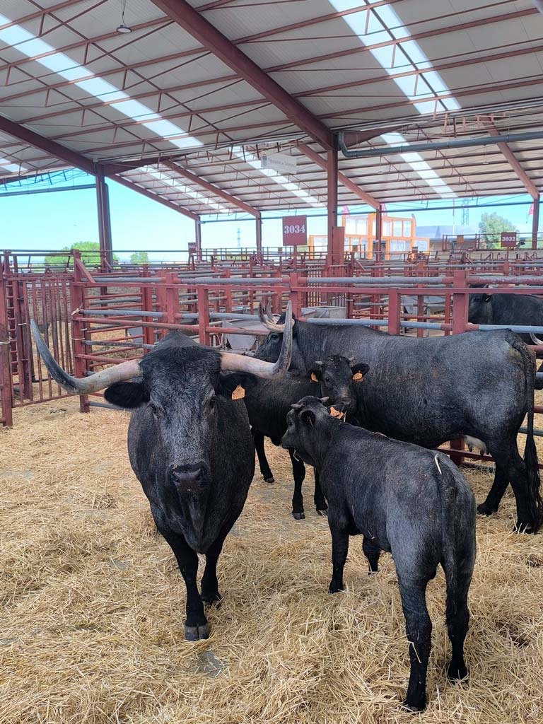 Feria de Salamaq 2026 - Asociación Nacional de Criadores de Ganado Vacuno de Raza Morucha