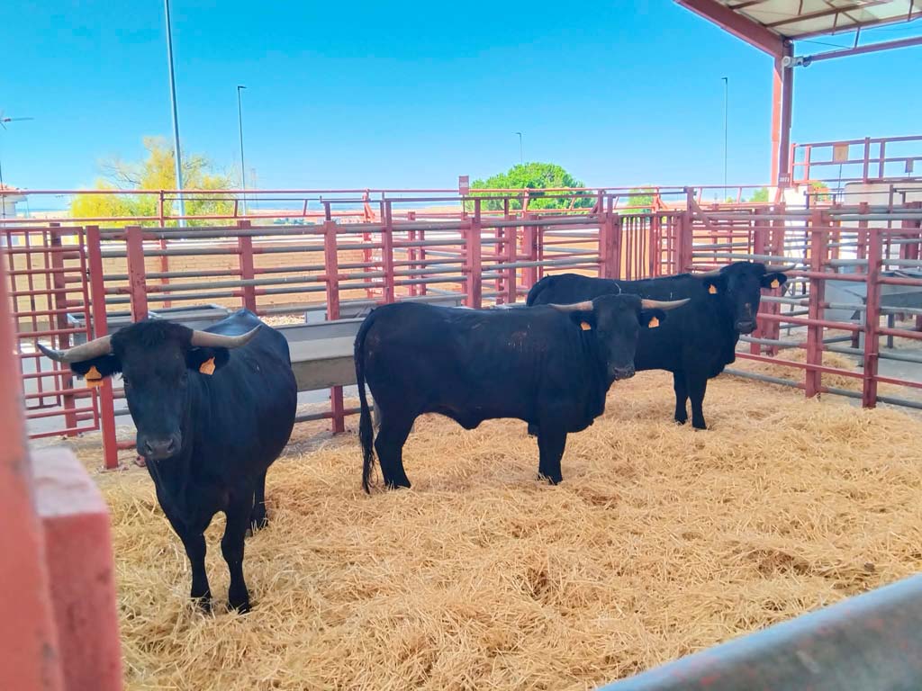 Feria de Salamaq 2026 - Asociación Nacional de Criadores de Ganado Vacuno de Raza Morucha