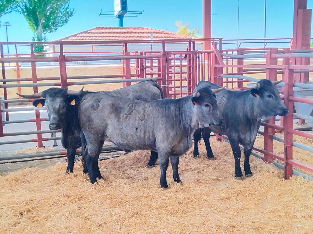 Feria de Salamaq 2026 - Asociación Nacional de Criadores de Ganado Vacuno de Raza Morucha