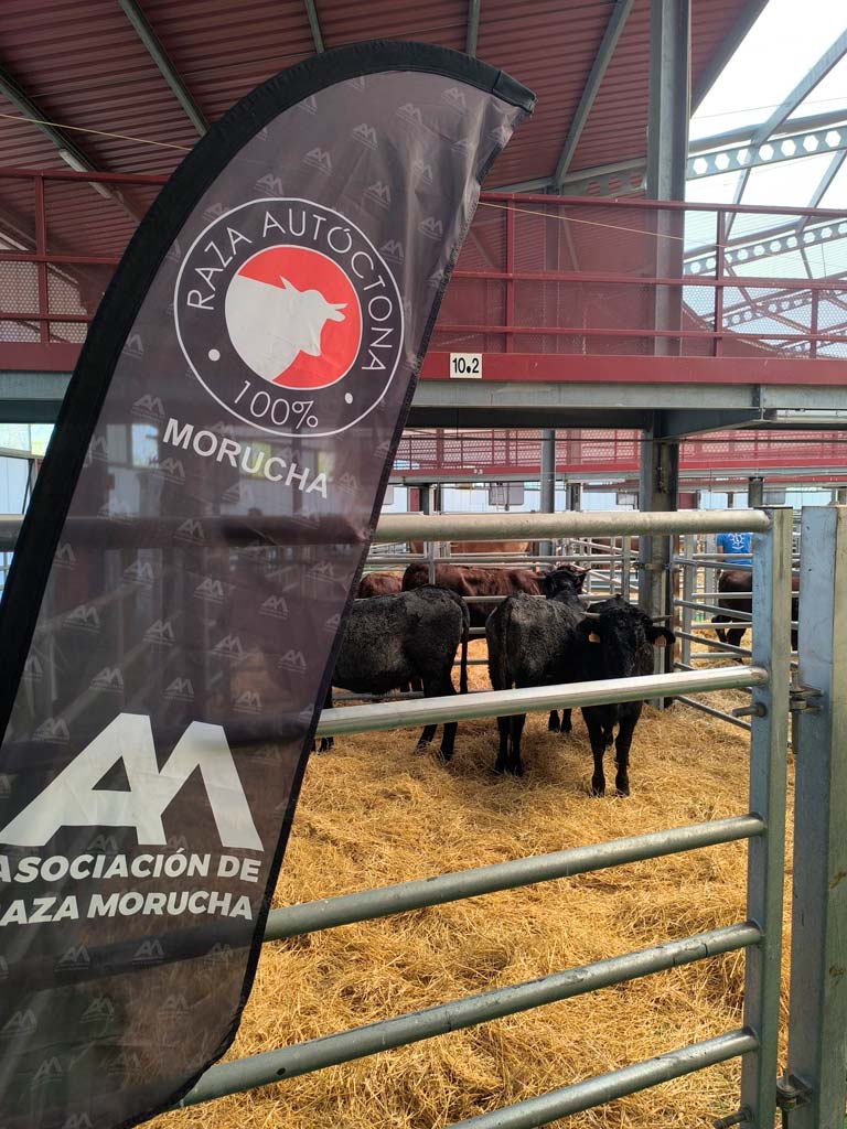LXXXVIII Subasta Nacional de Ganado Selecto en Colmenar Viejo (Madrid)
